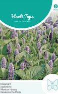 Agastache Mexican Hyssop Seeds